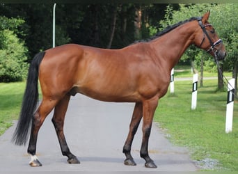 Hanovrien, Hongre, 13 Ans, 166 cm, Bai