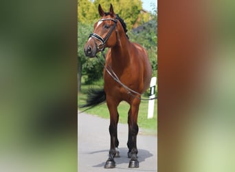 Hanovrien, Hongre, 13 Ans, 166 cm, Bai