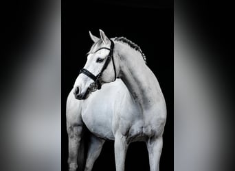 Hanovrien, Hongre, 13 Ans, 166 cm, Blanc