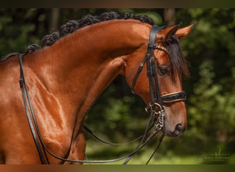 Hanovrien, Hongre, 13 Ans, 167 cm, Bai