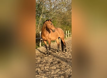 Hanovrien, Hongre, 13 Ans, 167 cm, Bai