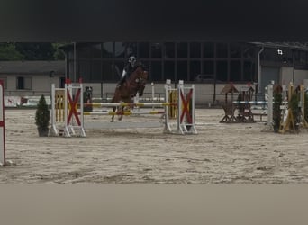 Hanovrien, Hongre, 13 Ans, 167 cm, Bai