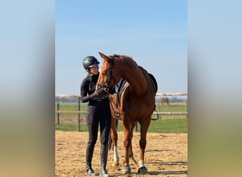 Hanovrien, Hongre, 13 Ans, 168 cm, Alezan