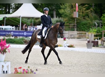 Hanovrien, Hongre, 13 Ans, 168 cm, Bai brun