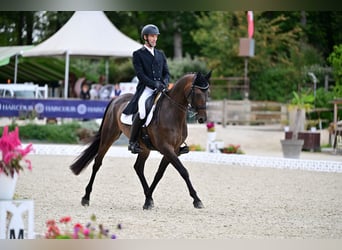 Hanovrien, Hongre, 13 Ans, 168 cm, Bai