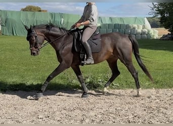 Hanovrien, Hongre, 13 Ans, 169 cm, Bai brun