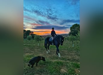 Hanovrien, Hongre, 13 Ans, 169 cm, Noir