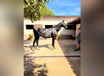 Hanovrien, Hongre, 13 Ans, 169 cm, Noir