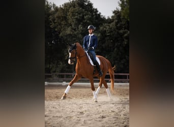 Hanovrien, Hongre, 13 Ans, 170 cm, Alezan