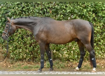 Hanovrien, Hongre, 13 Ans, 170 cm, Bai brun
