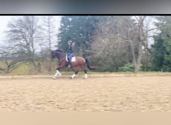 Hanovrien, Hongre, 13 Ans, 170 cm, Bai