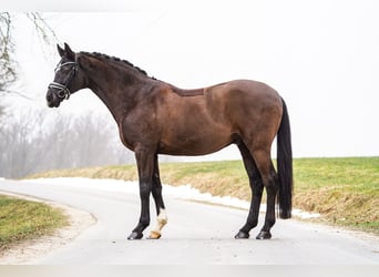 Hanovrien, Hongre, 13 Ans, 172 cm, Bai brun