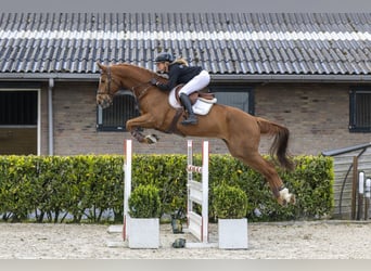 Hanovrien, Hongre, 13 Ans, 173 cm, Alezan