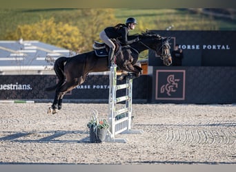 Hanovrien, Hongre, 13 Ans, 173 cm, Bai