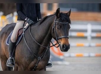 Hanovrien, Hongre, 13 Ans, 173 cm, Bai