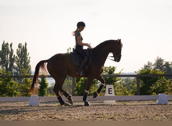 Hanovrien, Hongre, 13 Ans, 174 cm, Alezan brûlé