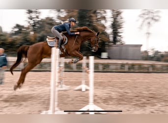 Hanovrien, Hongre, 13 Ans, 174 cm, Alezan brûlé