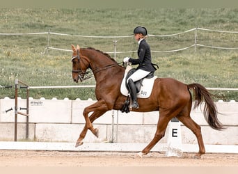 Hanovrien, Hongre, 13 Ans, 174 cm, Alezan brûlé