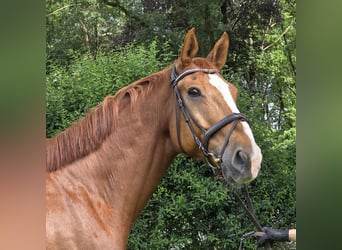 Hanovrien, Hongre, 13 Ans, 175 cm, Alezan