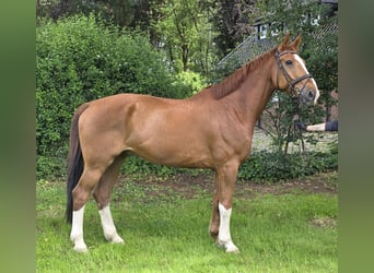Hanovrien, Hongre, 13 Ans, 175 cm, Alezan