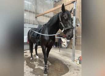 Hanovrien, Hongre, 13 Ans, 175 cm, Noir