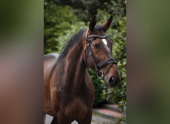 Hanovrien, Hongre, 13 Ans, 176 cm, Bai