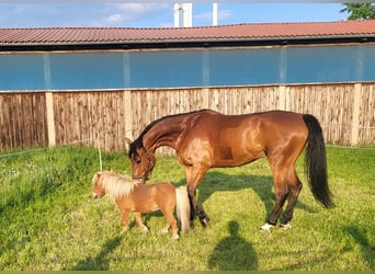 Hanovrien, Hongre, 13 Ans, 180 cm, Bai