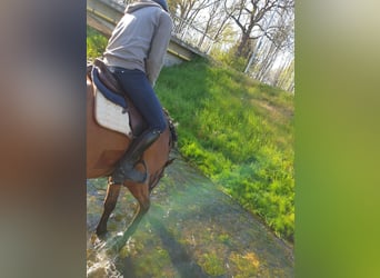 Hanovrien, Hongre, 13 Ans, 180 cm, Bai