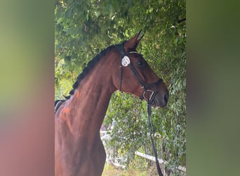 Hanovrien, Hongre, 13 Ans, 183 cm, Bai clair