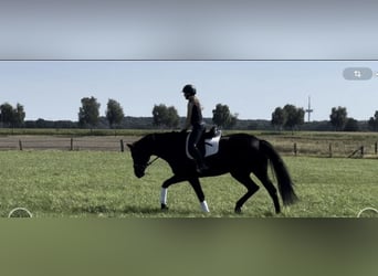 Hanovrien, Hongre, 13 Ans, 183 cm, Noir