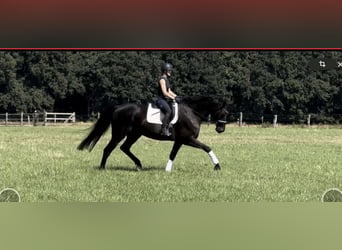 Hanovrien, Hongre, 13 Ans, 183 cm, Noir