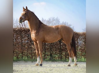 Hanovrien, Hongre, 14 Ans, 166 cm, Alezan