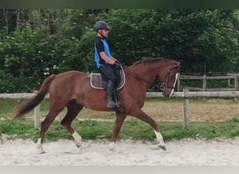 Hanovrien, Hongre, 14 Ans, 168 cm, Alezan brûlé