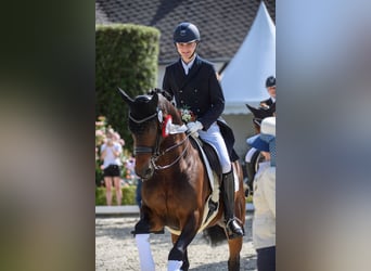 Hanovrien, Hongre, 14 Ans, 168 cm, Bai brun