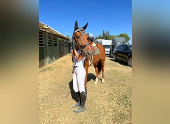Hanovrien Croisé, Hongre, 14 Ans, 169 cm, Alezan
