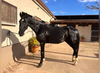 Hanovrien, Hongre, 14 Ans, 169 cm, Noir