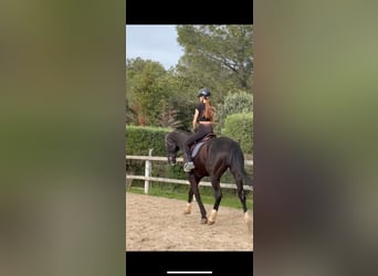 Hanovrien, Hongre, 14 Ans, 169 cm, Noir