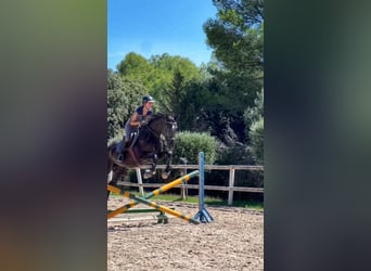 Hanovrien, Hongre, 14 Ans, 169 cm, Noir