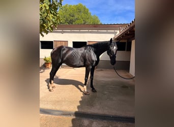 Hanovrien, Hongre, 14 Ans, 169 cm, Noir