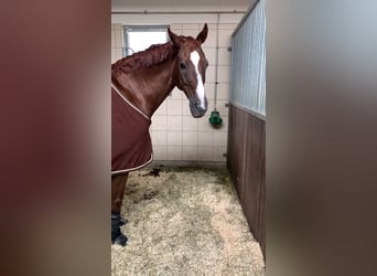 Hanovrien, Hongre, 14 Ans, 171 cm, Alezan brûlé
