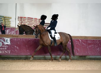 Hanovrien, Hongre, 14 Ans, 171 cm, Alezan brûlé