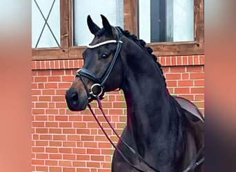 Hanovrien, Hongre, 14 Ans, 171 cm, Bai brun