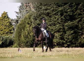 Hanovrien, Hongre, 14 Ans, 172 cm, Noir Hanovrien, Hongre, 14 Ans, 172 cm, Noir