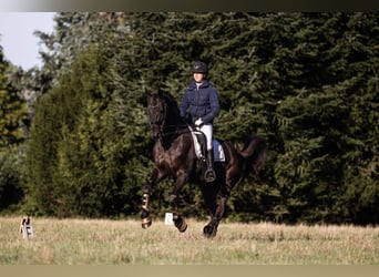 Hanovrien, Hongre, 14 Ans, 172 cm, Noir Hanovrien, Hongre, 14 Ans, 172 cm, Noir