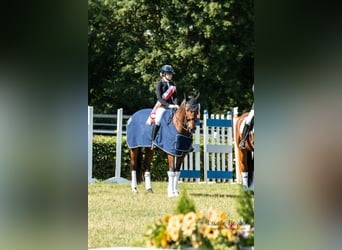 Hanovrien, Hongre, 14 Ans, 173 cm, Bai