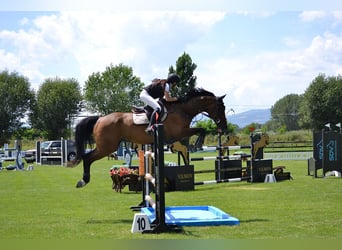 Hanovrien, Hongre, 14 Ans, 174 cm, Bai brun