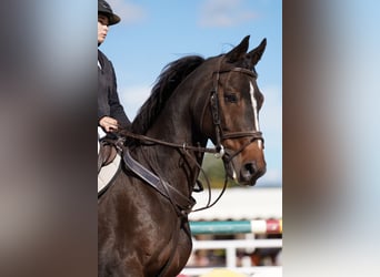 Hanovrien, Hongre, 14 Ans, 174 cm, Bai brun