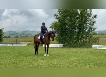 Hanovrien, Hongre, 14 Ans, 175 cm, Bai brun