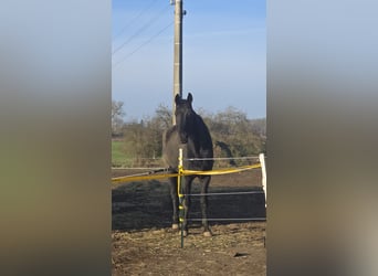 Hanovrien, Hongre, 14 Ans, 183 cm, Noir