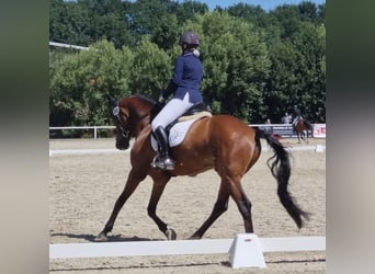 Hanovrien, Hongre, 15 Ans, 165 cm, Bai cerise
